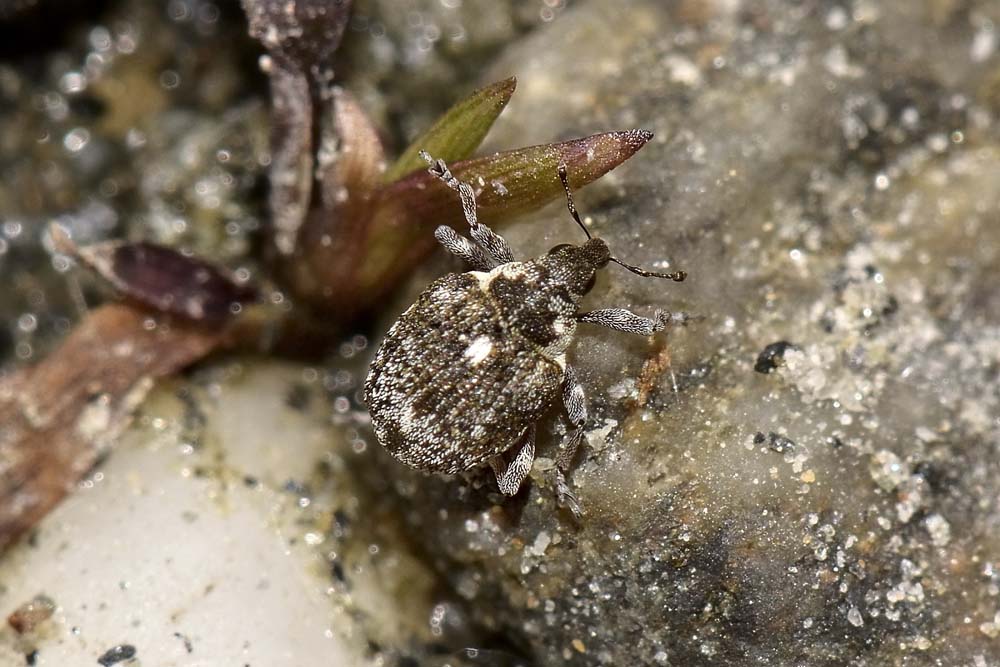 Neophytobius granatus  - Curculionidae